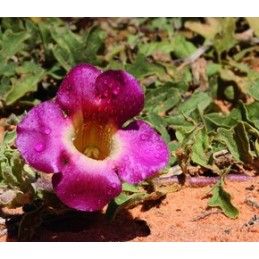 Belle&Bio Articulation Bio 120 Capsule, Gheara Diavolului, Curcuma, Ghimbir Beneficii Articulation Bio: intareste, calmeaza si p