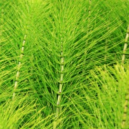 Belle&Bio Articulation Bio 120 Capsule, Gheara Diavolului, Curcuma, Ghimbir Beneficii Articulation Bio: intareste, calmeaza si p