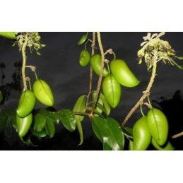 Santaflor Griffonia Simplicifolia, 5 HTP, 120 capsule (Anxietate, depresie, serotonina) Beneficii Griffonia Simplicifolia, 5-HTP