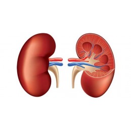 Vitaviva Kidney Cleanse - Curatarea rinichilor 60 Capsule Beneficii Kidney Cleanse: complex din plante pentru curatarea rinichil