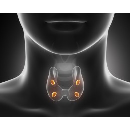 Pharma Thyroid Aid 90 Capsule, sanatate tiroida, OstroVit Pharma Thyroid Aid beneficii: susinte sanatatea glandei tiroide, imbun